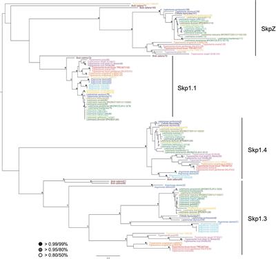 TUSK: a ubiquitin hydrolase complex modulating surface protein abundance in trypanosomes